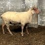 Rams Image 2