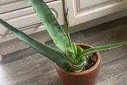 Aloe Vera plant with pot