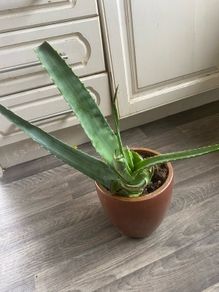 Aloe Vera plant with pot