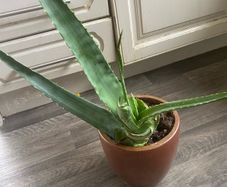 Aloe Vera plant with pot