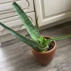 Aloe Vera plant with pot