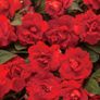 (I) Double Impatiens Fanciful Red seeds (5s) (412990) Image 3