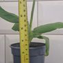 Banana Plant Image 2