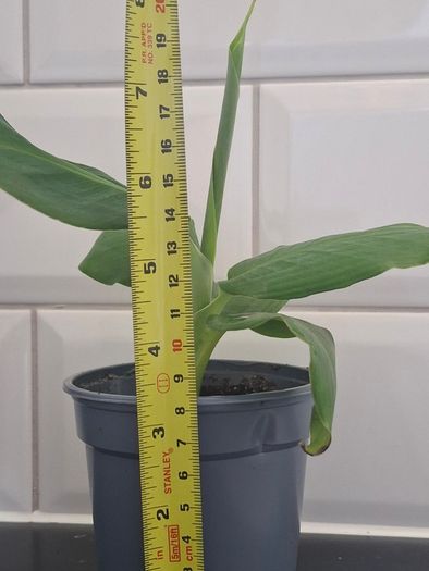 Banana Plant