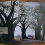 In Search of  Remarkable Trees - Thomas Pakenham Image 2