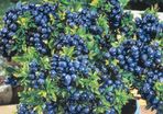 Top hat blueberry 2l pot available in September 2024