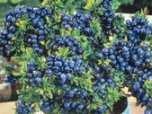 Top hat blueberry 2l pot available in September 2024