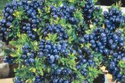 Top hat blueberry 2l pot available in September 2024