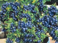 main image for ad Top hat blueberry 2l pot available in September 2024