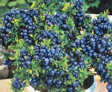 Top hat blueberry 2l pot available in September 2024