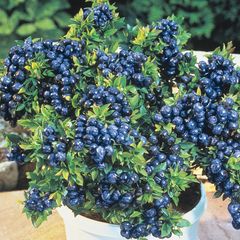 Top hat blueberry 2l pot available in September 2024