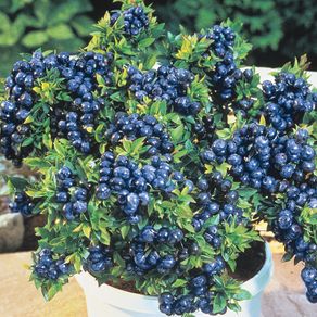 Top hat blueberry 2l pot available in September 2024