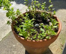 Mint Plant and Ceramic pot