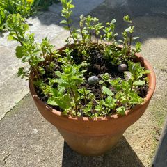 Mint Plant and Ceramic pot