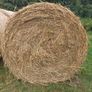 Round bales of dry rushes Image 2