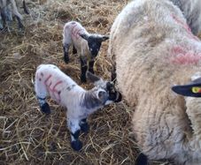 Foster lambs