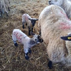 Foster lambs