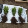 Box Hedging Image 7