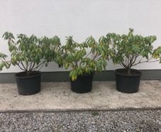 Rhododendrons