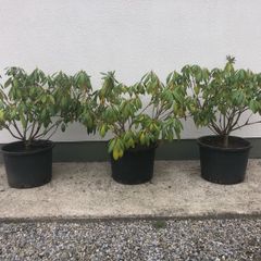 Rhododendrons