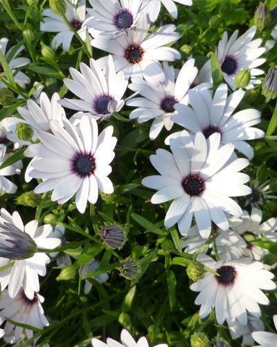 (D) African daisy BLUE EYE seeds 0.5g (416110)