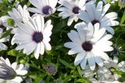 (D) African daisy BLUE EYE seeds 0.5g (416110)