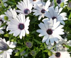 (D) African daisy BLUE EYE seeds 0.5g (416110)