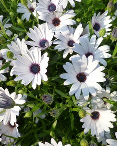 (D) African daisy BLUE EYE seeds 0.5g (416110)