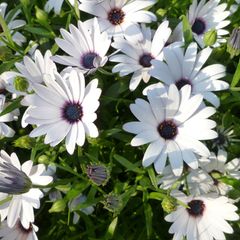 (D) African daisy BLUE EYE seeds 0.5g (416110)