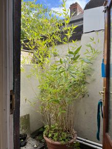 Bamboo plant