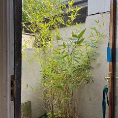Bamboo plant