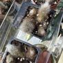 Monkey Tail Cactus Image 5