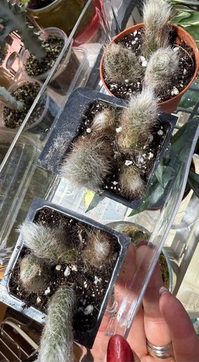 Monkey Tail Cactus
