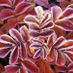 Flowerpot12