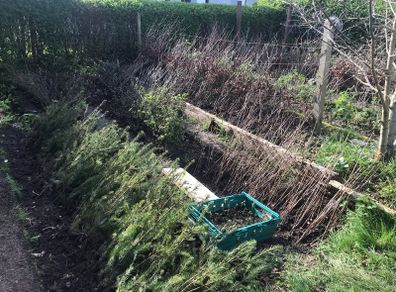 Bare root hedging