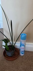 Plants set