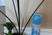 Plants set
