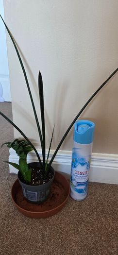 Plants set