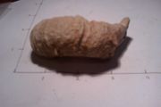 fossils
