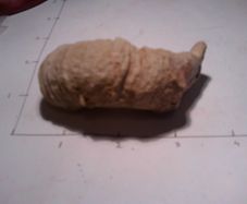 fossils
