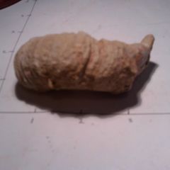 fossils