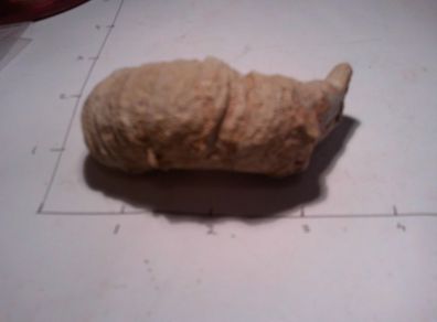 fossils