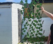 garden trellis