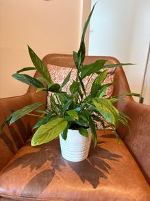 Peace lily plant + pot included