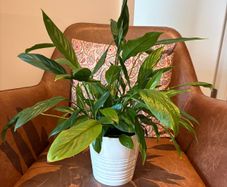 Peace lily plant + pot included