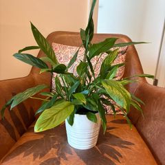 Peace lily plant + pot included