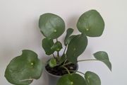 Pillea/ Chenes Money Plant