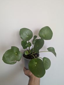 Pillea/ Chenes Money Plant