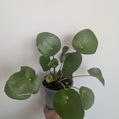 Pillea/ Chenes Money Plant