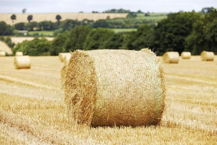 4X4 Bales Barley Straw.Open to offers for lot